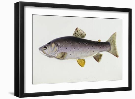 Watercolour of a Trout, Early 19th Century-Sarah Bowdich-Framed Giclee Print