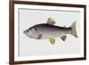 Watercolour of a Trout, Early 19th Century-Sarah Bowdich-Framed Giclee Print