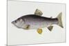 Watercolour of a Trout, Early 19th Century-Sarah Bowdich-Mounted Giclee Print