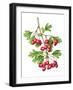 Watercolour painting of Common hawthorn berries-Linda Pitkin-Framed Photographic Print