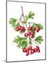 Watercolour painting of Common hawthorn berries-Linda Pitkin-Mounted Photographic Print