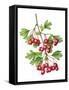 Watercolour painting of Common hawthorn berries-Linda Pitkin-Framed Stretched Canvas