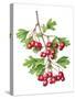 Watercolour painting of Common hawthorn berries-Linda Pitkin-Stretched Canvas