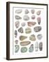 Watercolour Pebbles-Sandra Jacobs-Framed Giclee Print