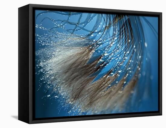 Waterdance-Ursula Abresch-Framed Stretched Canvas