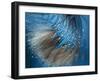 Waterdance-Ursula Abresch-Framed Photographic Print