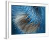 Waterdance-Ursula Abresch-Framed Photographic Print