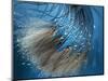 Waterdance-Ursula Abresch-Mounted Photographic Print