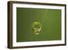 Waterdrop Water Caught on a Rolled-Up Leaf Of-null-Framed Photographic Print