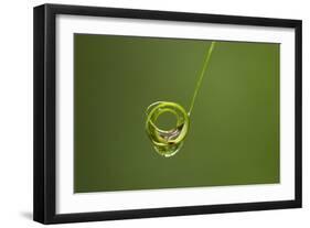 Waterdrop Water Caught on a Rolled-Up Leaf Of-null-Framed Photographic Print