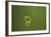 Waterdrop Water Caught on a Rolled-Up Leaf Of-null-Framed Photographic Print