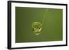 Waterdrop Water Caught on a Rolled-Up Leaf Of-null-Framed Photographic Print