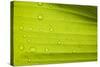 Waterdrops on a Banana Leaf after a Short Rain Burst. Andes Mountains, Peru-Justin Bailie-Stretched Canvas