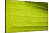 Waterdrops on a Banana Leaf after a Short Rain Burst. Andes Mountains, Peru-Justin Bailie-Stretched Canvas