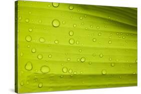 Waterdrops on a Banana Leaf after a Short Rain Burst. Andes Mountains, Peru-Justin Bailie-Stretched Canvas