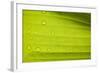 Waterdrops on a Banana Leaf after a Short Rain Burst. Andes Mountains, Peru-Justin Bailie-Framed Photographic Print