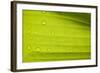 Waterdrops on a Banana Leaf after a Short Rain Burst. Andes Mountains, Peru-Justin Bailie-Framed Photographic Print