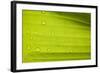 Waterdrops on a Banana Leaf after a Short Rain Burst. Andes Mountains, Peru-Justin Bailie-Framed Photographic Print