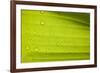 Waterdrops on a Banana Leaf after a Short Rain Burst. Andes Mountains, Peru-Justin Bailie-Framed Photographic Print