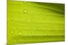 Waterdrops on a Banana Leaf after a Short Rain Burst. Andes Mountains, Peru-Justin Bailie-Mounted Photographic Print