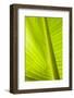 Waterdrops on a Banana Leaf after a Short Rain Burst in the Andes Mountains, Peru-Justin Bailie-Framed Photographic Print