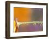 Waterdrops Reflecting on California Poppies, near Portland, Oregon, USA-Stuart Westmoreland-Framed Photographic Print