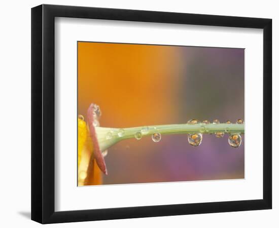 Waterdrops Reflecting on California Poppies, near Portland, Oregon, USA-Stuart Westmoreland-Framed Photographic Print
