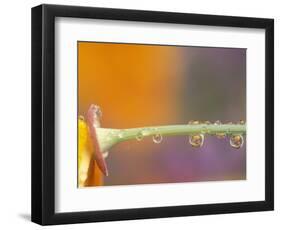 Waterdrops Reflecting on California Poppies, near Portland, Oregon, USA-Stuart Westmoreland-Framed Photographic Print