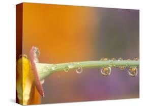 Waterdrops Reflecting on California Poppies, near Portland, Oregon, USA-Stuart Westmoreland-Stretched Canvas