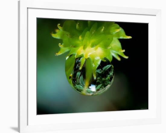 Waterdrops-null-Framed Photographic Print