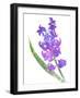 Watered Down Purp Pink-Jace Grey-Framed Art Print