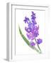 Watered Down Purp Pink-Jace Grey-Framed Art Print