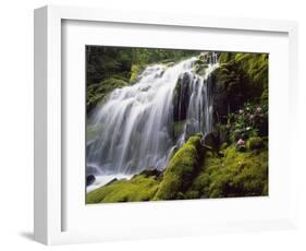 Waterfall and wild rhododendrons, Oregon.-Stuart Westmorland-Framed Photographic Print