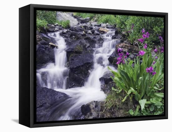 Waterfall and Wildflowers, Ouray, San Juan Mountains, Rocky Mountains, Colorado, USA-Rolf Nussbaumer-Framed Stretched Canvas