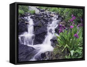 Waterfall and Wildflowers, Ouray, San Juan Mountains, Rocky Mountains, Colorado, USA-Rolf Nussbaumer-Framed Stretched Canvas