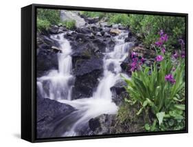 Waterfall and Wildflowers, Ouray, San Juan Mountains, Rocky Mountains, Colorado, USA-Rolf Nussbaumer-Framed Stretched Canvas