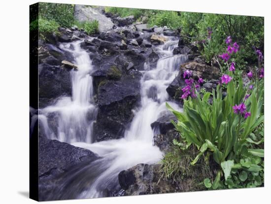 Waterfall and Wildflowers, Ouray, San Juan Mountains, Rocky Mountains, Colorado, USA-Rolf Nussbaumer-Stretched Canvas