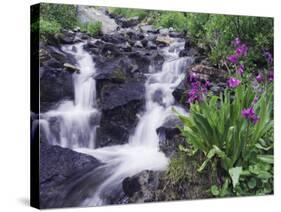 Waterfall and Wildflowers, Ouray, San Juan Mountains, Rocky Mountains, Colorado, USA-Rolf Nussbaumer-Stretched Canvas