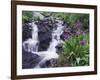 Waterfall and Wildflowers, Ouray, San Juan Mountains, Rocky Mountains, Colorado, USA-Rolf Nussbaumer-Framed Premium Photographic Print