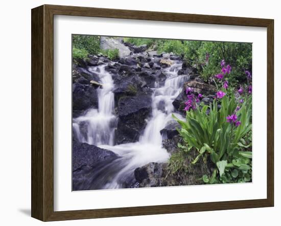 Waterfall and Wildflowers, Ouray, San Juan Mountains, Rocky Mountains, Colorado, USA-Rolf Nussbaumer-Framed Photographic Print