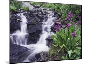 Waterfall and Wildflowers, Ouray, San Juan Mountains, Rocky Mountains, Colorado, USA-Rolf Nussbaumer-Mounted Photographic Print