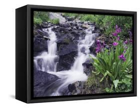 Waterfall and Wildflowers, Ouray, San Juan Mountains, Rocky Mountains, Colorado, USA-Rolf Nussbaumer-Framed Stretched Canvas