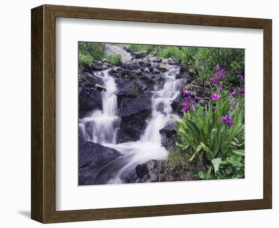 Waterfall and Wildflowers, Ouray, San Juan Mountains, Rocky Mountains, Colorado, USA-Rolf Nussbaumer-Framed Photographic Print