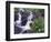 Waterfall and Wildflowers, Ouray, San Juan Mountains, Rocky Mountains, Colorado, USA-Rolf Nussbaumer-Framed Photographic Print