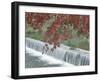 Waterfall, Arashiyama, Kyoto, Japan-Rob Tilley-Framed Premium Photographic Print