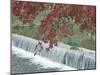 Waterfall, Arashiyama, Kyoto, Japan-Rob Tilley-Mounted Premium Photographic Print