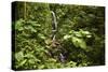 Waterfall at Arenal Hanging Bridges Where the Rainforest Is Accessible Via Walkways-Rob Francis-Stretched Canvas