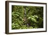 Waterfall at Arenal Hanging Bridges Where the Rainforest Is Accessible Via Walkways-Rob Francis-Framed Photographic Print