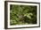 Waterfall at Arenal Hanging Bridges Where the Rainforest Is Accessible Via Walkways-Rob Francis-Framed Photographic Print