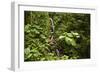 Waterfall at Arenal Hanging Bridges Where the Rainforest Is Accessible Via Walkways-Rob Francis-Framed Photographic Print